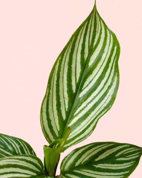 Calathea-vittata-detalle
