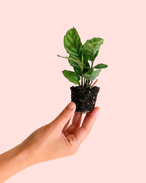 Calathea Freddie Mini 2
