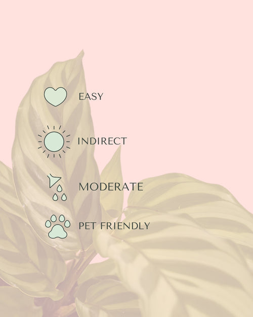 Calathea Freddie Mini care