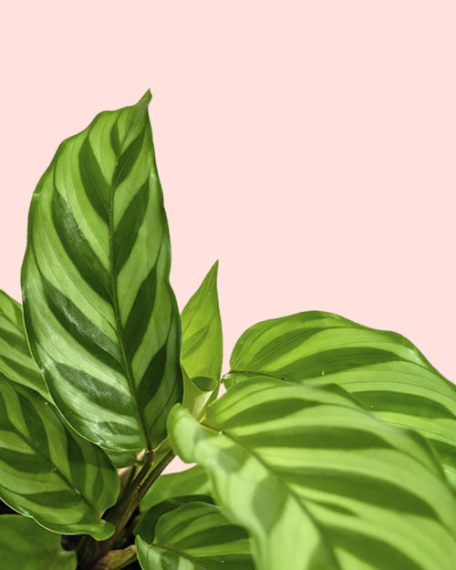 Calathea Freddie Mini detaiñ