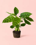 Calathea Leopardina M