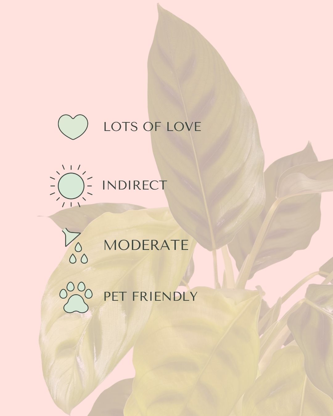 Calathea Leopoldina m care