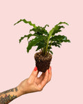 Calathea Rufibarba Mini