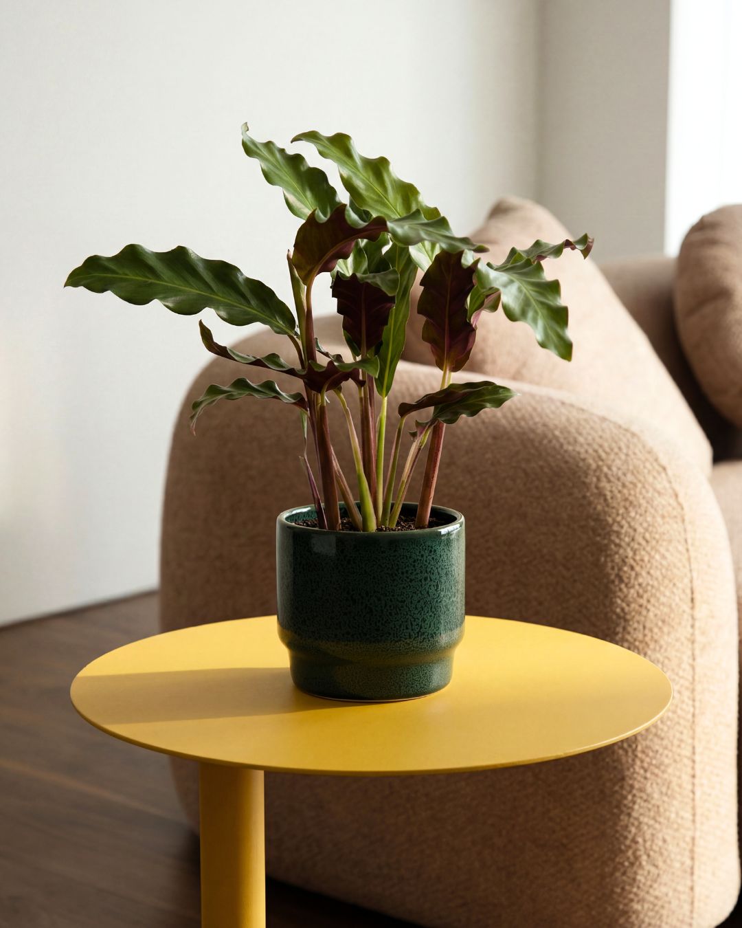 Calathea Rufibarba Mini