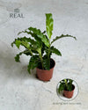Calathea Rufibarba mini real