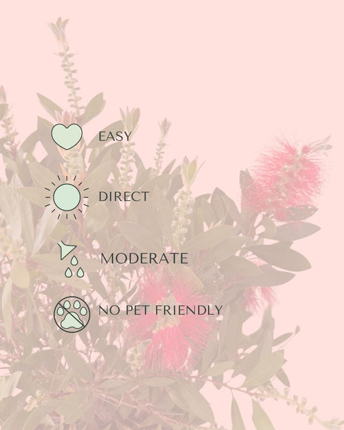 Callistemon Citrinus L