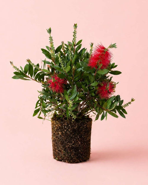 Callistemon Citrinus L