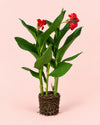 Canna Indica L