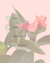 Canna Indica L detail 2care
