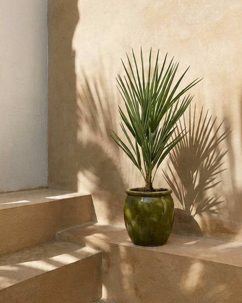 Chamaerops Humilis - Palmera Palmito  L