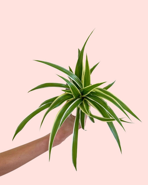 Cinta Mini - Chlorophytum