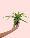 Cinta Mini - Chlorophytum