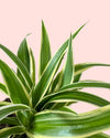 Cinta Mini - Chlorophytum
