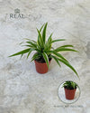 Cinta Mini - Chlorophytum