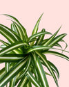 Cinta M - Chlorophytum