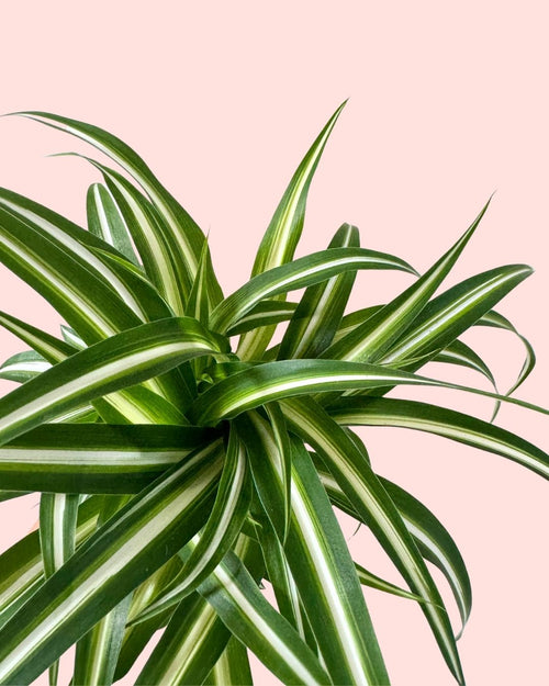 Cinta M - Chlorophytum