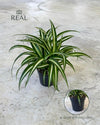 Cinta M - Chlorophytum