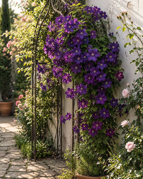 Planta Clematis Etoile Violette decorando un espacio luminoso.