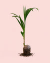 Coco Nucifera XL