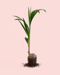 Coco Nucifera XL