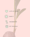 Coco Nucifera XL care