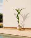 Coco Nucifera XL context 2