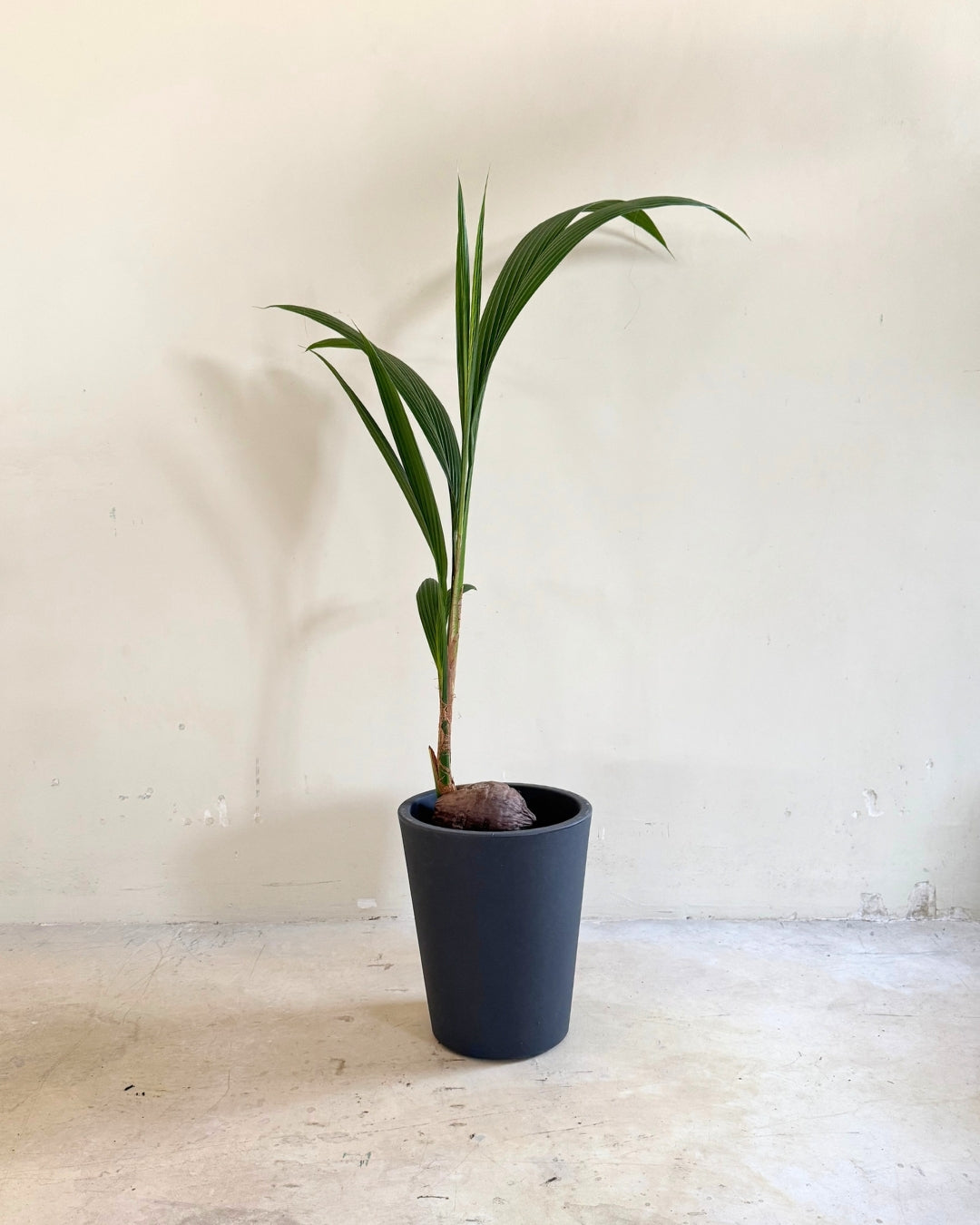 Coco Nucifera XL plot