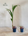 Coco Nucifera XL real