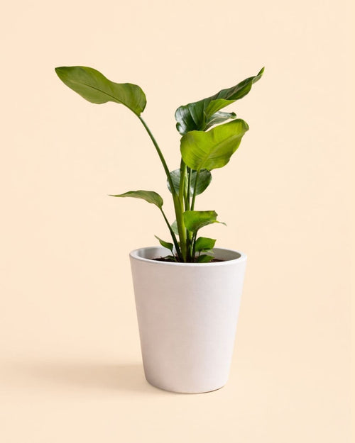 Cubo - Macetero blanco XL 33 cm