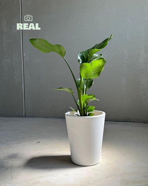 Cubo - Macetero blanco XL 33 cm