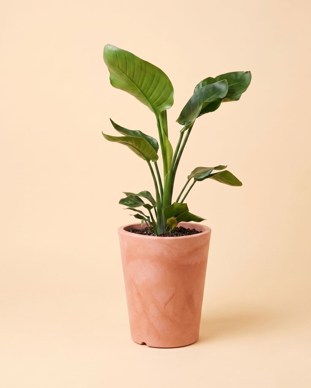 Cubo - Macetero Terracota XL 33 cm