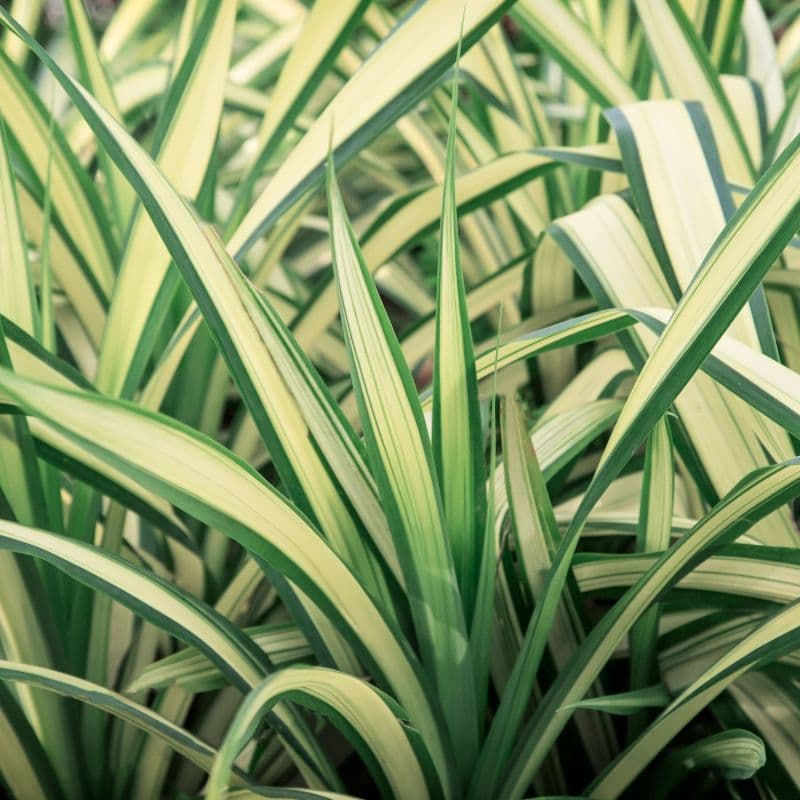 Cuidados de Cinta - Chlorophytum comosum