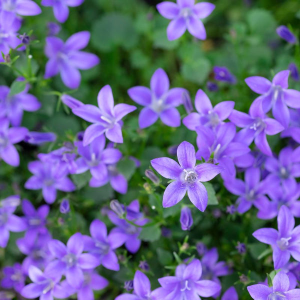 Cuidados Campanula