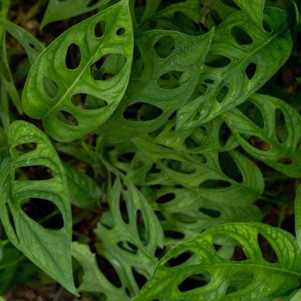 Cómo Cuidar Monstera Adansonii