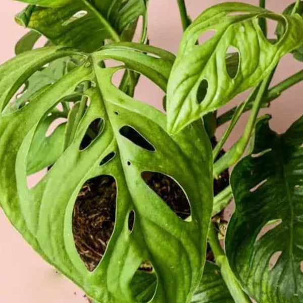 Cómo Cuidar Monstera Esqueleto