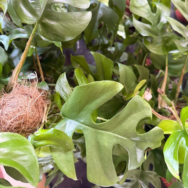 Cómo Cuidar Monstera Minima