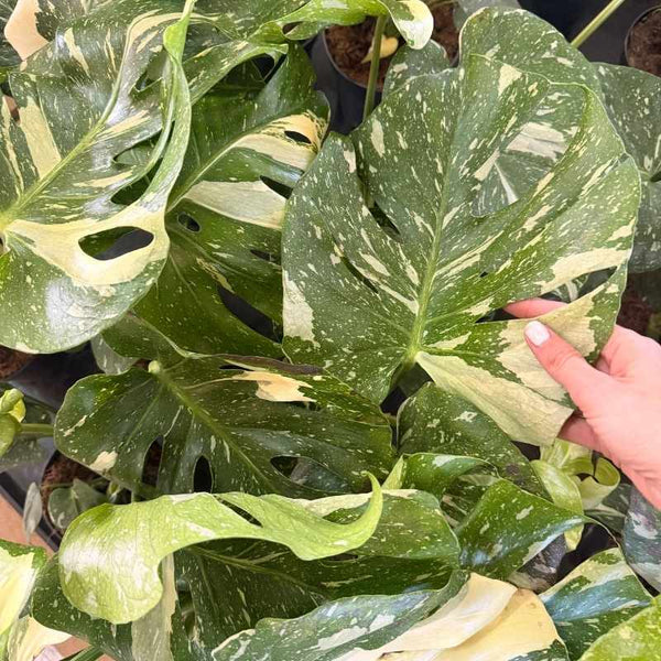 Cuidados Monstera Thai Constellation