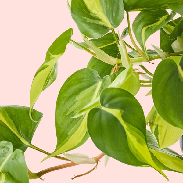 Cómo Cuidar Philodendron Brasil