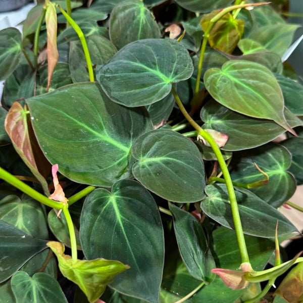 Cómo Cuidar Philodendron Micans