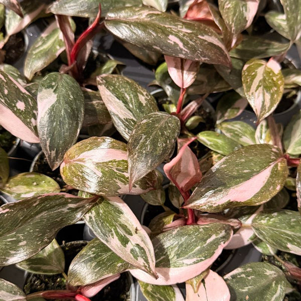 Cómo Cuidar Philodendron Pink Princess