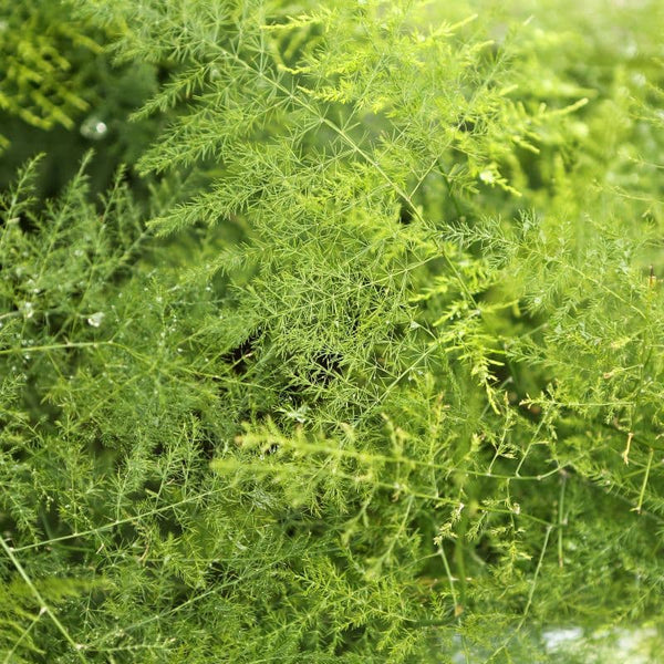 Cuidados esparraguera