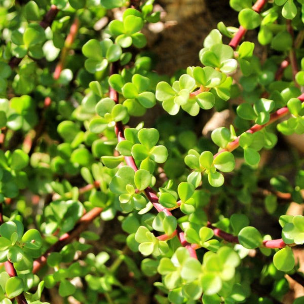 Cómo Cuidar una Portulacaria