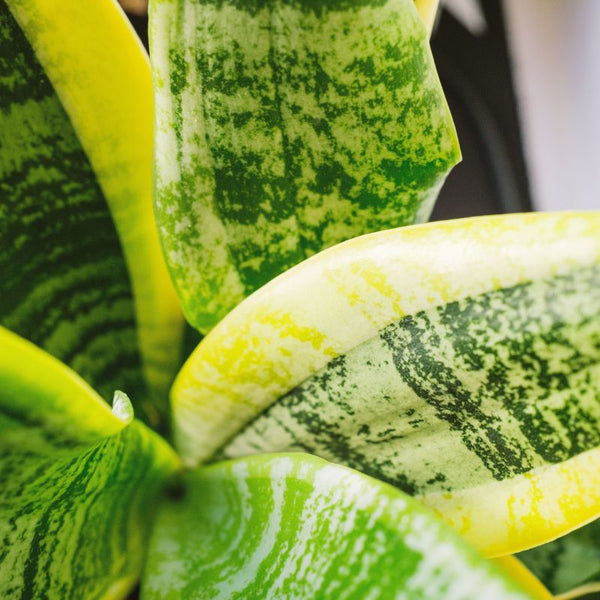 Cómo Cuidar Sansevieria