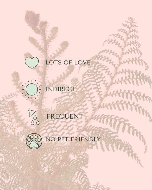 Cyathea tomentosissima - Helecho Arborescente M