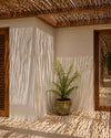 Helecho Arborescente - Cyathea tomentosissima M
