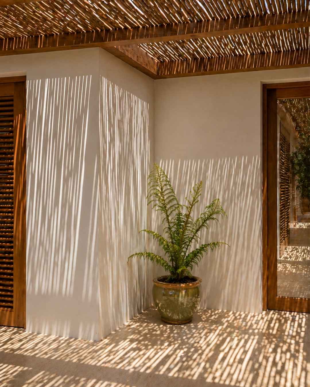 Helecho Arborescente - Cyathea tomentosissima M