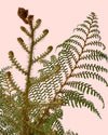 Helecho Arborescente - Cyathea tomentosissima M