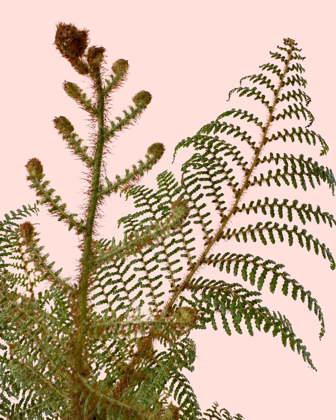Helecho Arborescente - Cyathea tomentosissima M