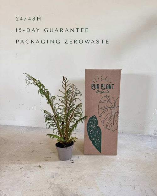 Cyathea tomentosissima - Helecho Arborescente M