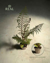 Helecho Arborescente - Cyathea tomentosissima M